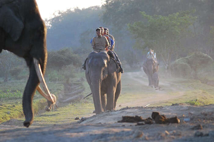 Elephant ride in Orang National Park