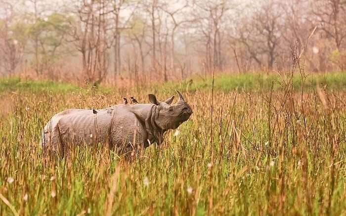 Greater_one-horned_rhinoceros