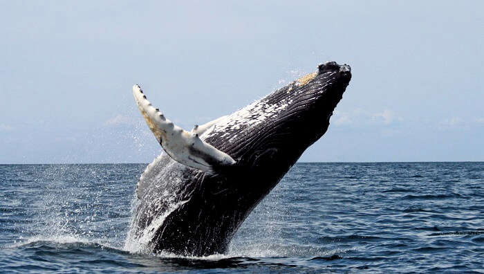 hump back whale