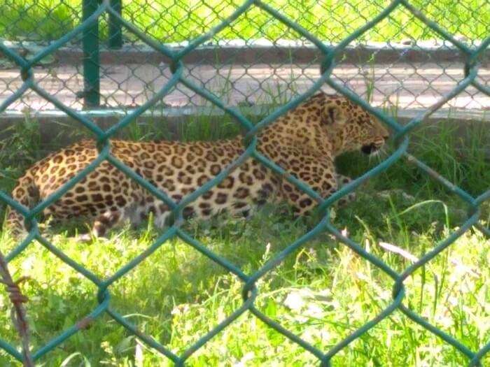 leopard in mini zoo