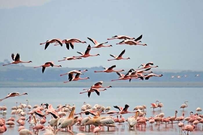 Lake Nakuro National Park