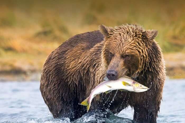 Learn about animals of the north