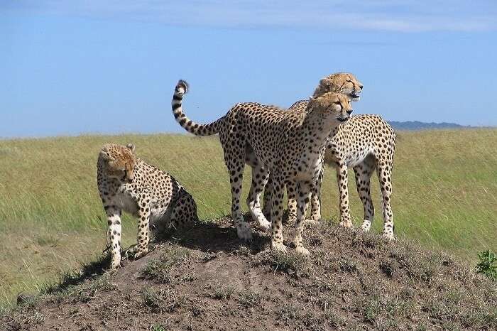 Masai National Park