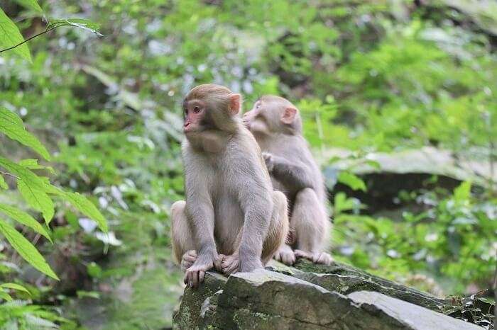 Monkey Forest