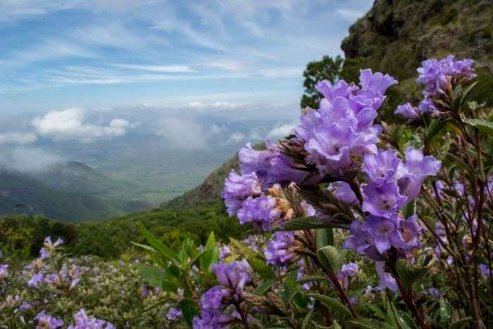 Neelakurinji