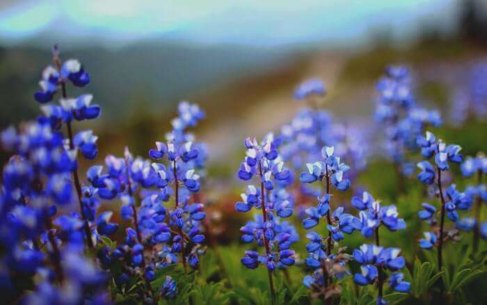 Neelakurinji (1)