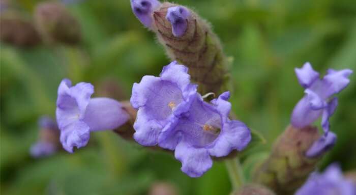 Neelakurinji