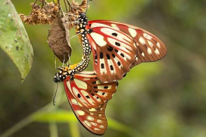 Ranomafana_National_Park