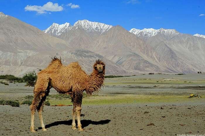 Ride Jeeps And Camels