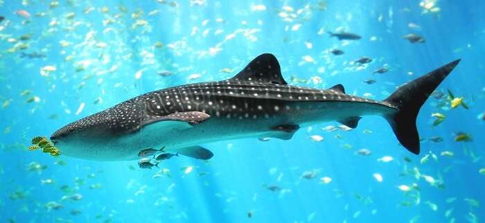 Spot whale sharks in Philippines