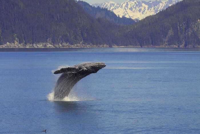 Take the Kenai Fjords Tours