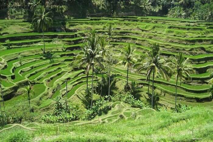 Tegallalang Rice Valley