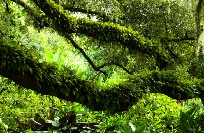 lush gardens of Orlando