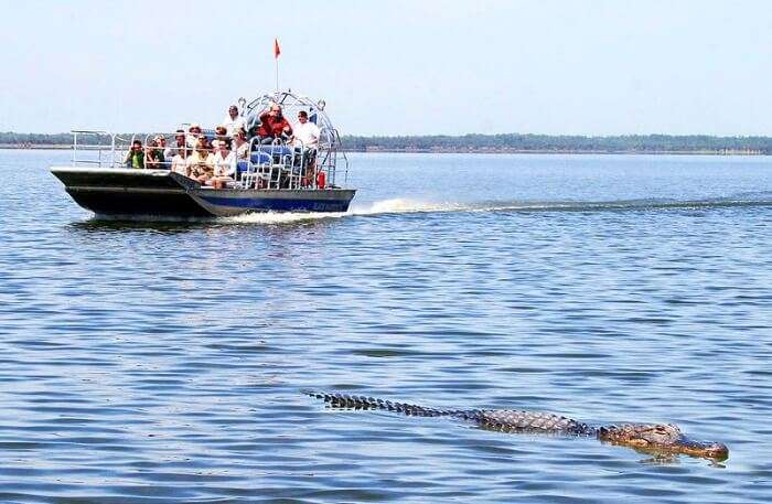 Alligators during an airboat tour