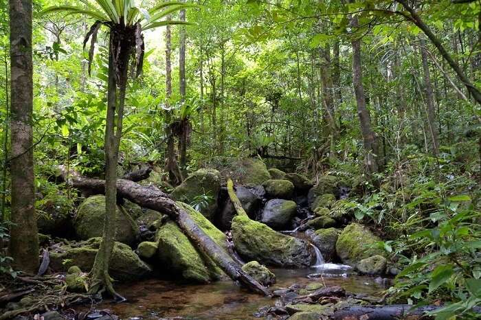 Zahamena National Park