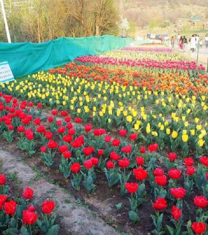 Tulip Garden Kashmir