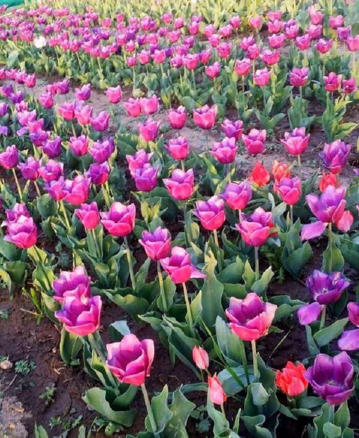 Tulip Garden