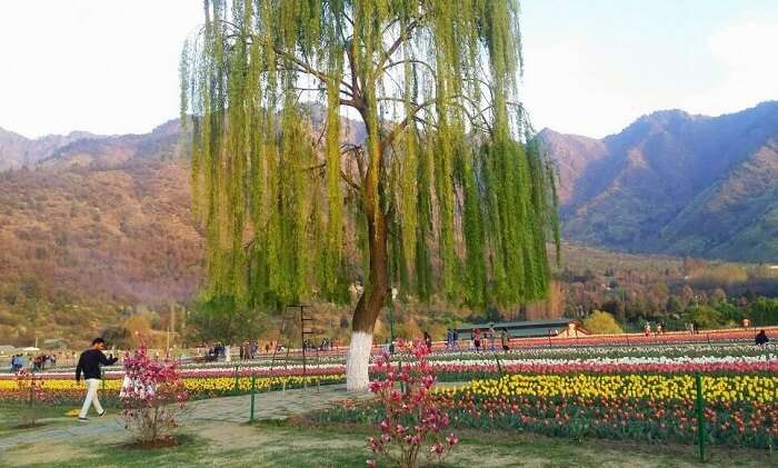 Tulip Garden in Kashmir