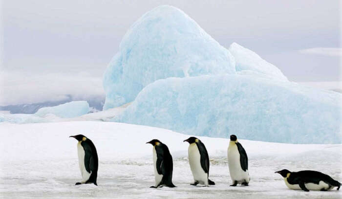 penguins amid ice