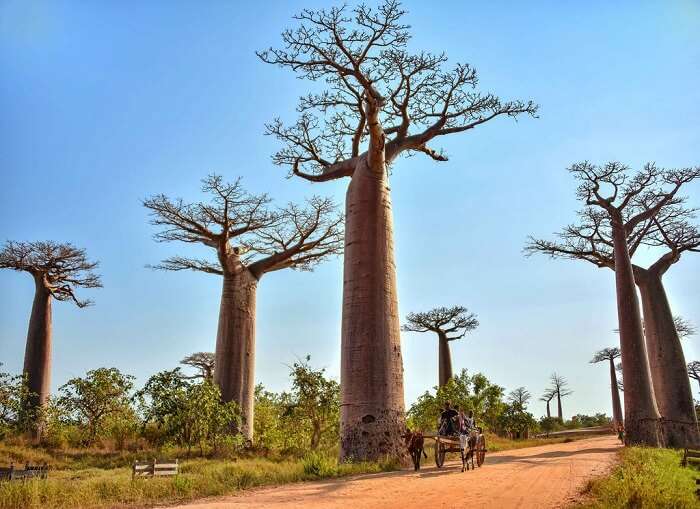 baoabs trees madagascar