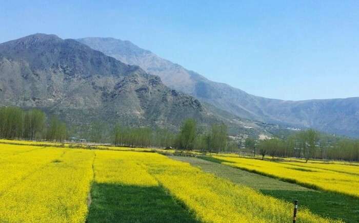 Saffron farms Kashmir