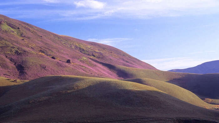 Neelakurinji sprinkled over the mountains