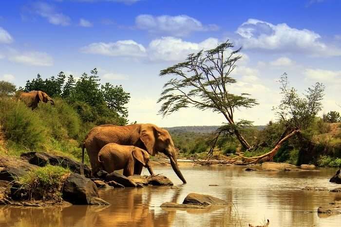 Image result for kenya national park