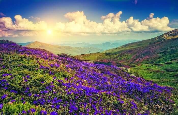 kurinji flower season 2018