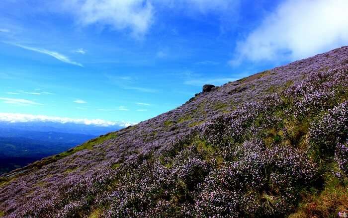 Munnar during Kurinji season