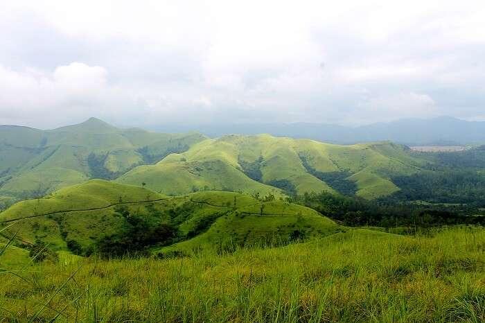 lush green tea plantations