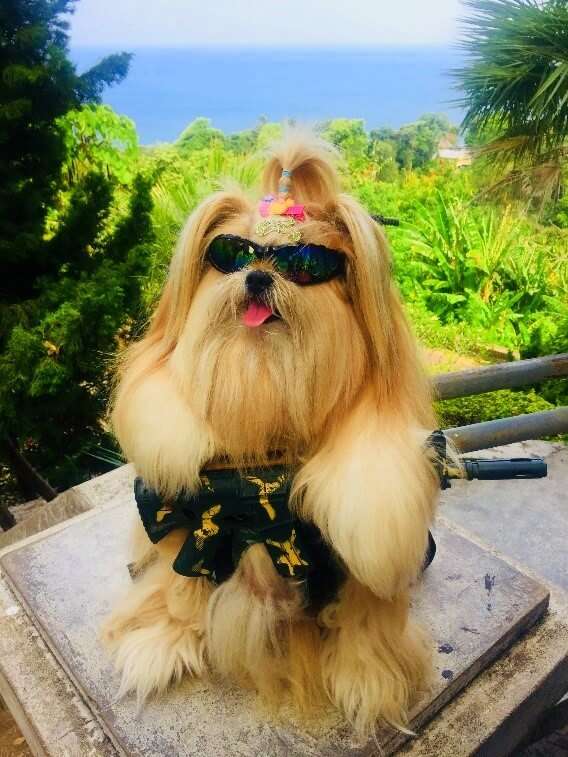 pooja thailand trip dog
