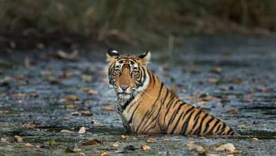 ranthambore tiger