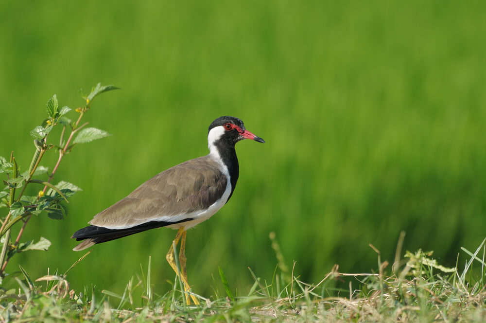 a bird in green field