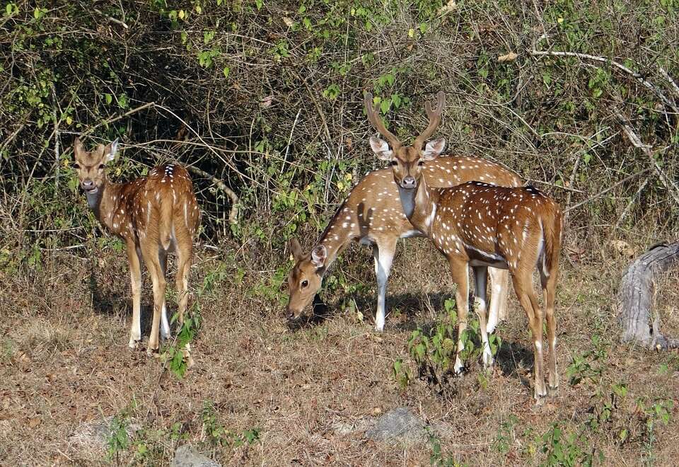 spotted-deer-597421_960_720