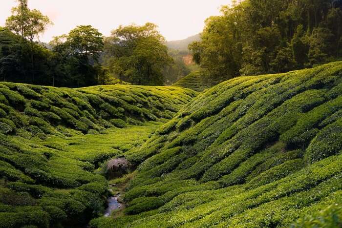 tea plantation in Cameron Highlands