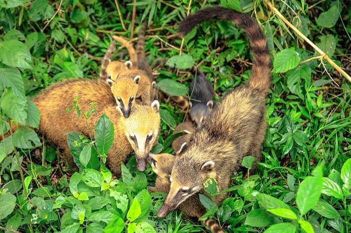 animals in iguazu national park