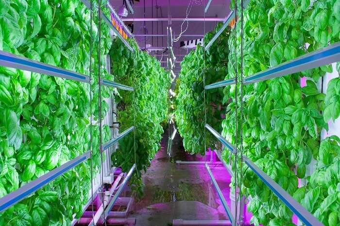 World's largest vertical farm in Dubai