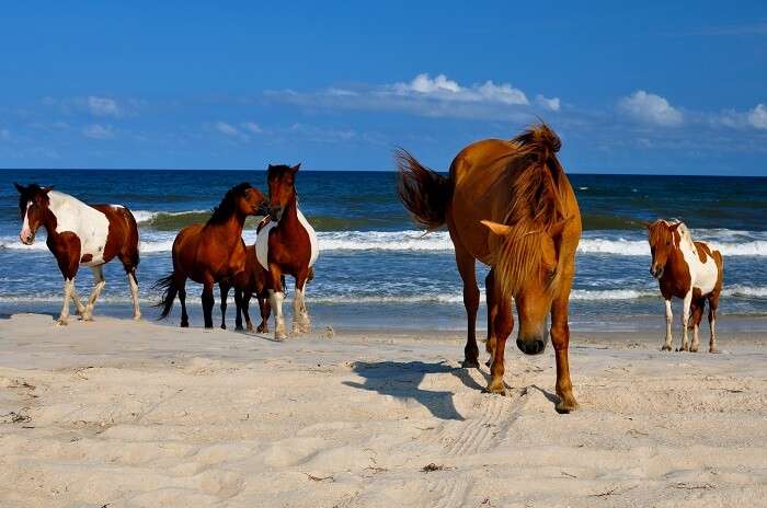 Assateague State Park Beach