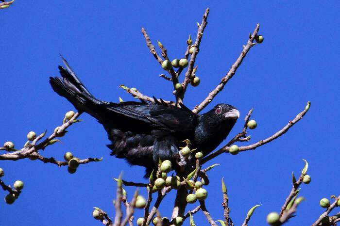 A bird at the Bhimgad Adventure Camp in Belgaum, Karnataka