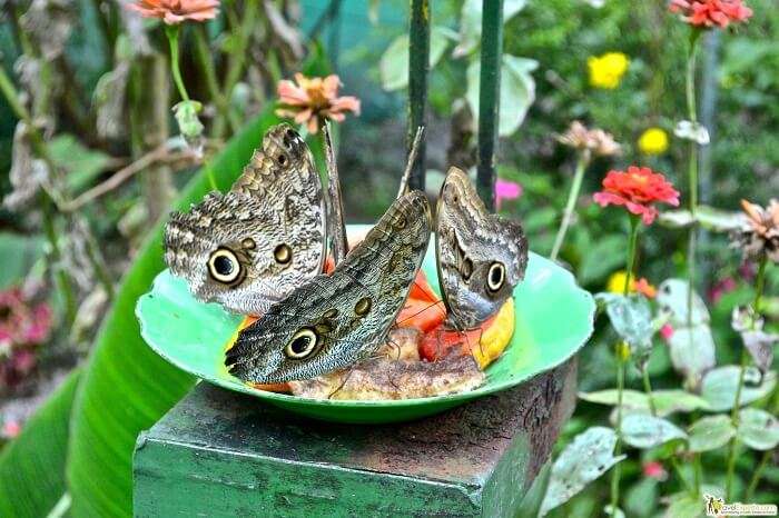 Butterfly Conservatory