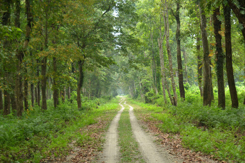 Chilapata Forest