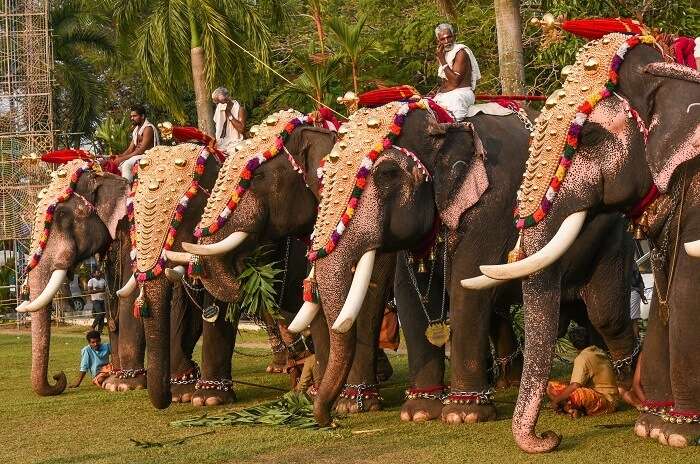 Elephant Procession
