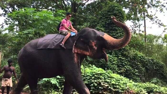 elephant ride