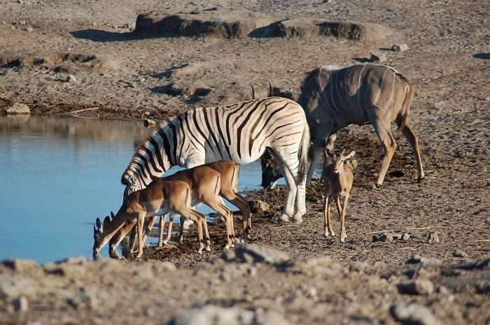 Etosha_National_Park,_Namibia_(2856071262)