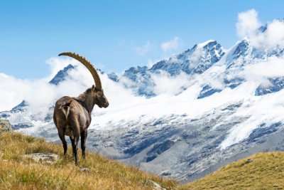 Ibax in the mountains