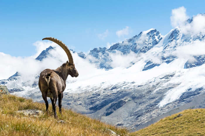 Ibax in the mountains