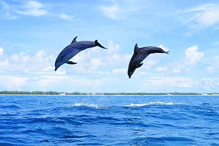 Gaze at dolphins in the Sado estuary portugal