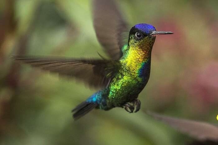 Hummingbird in Costa Rica