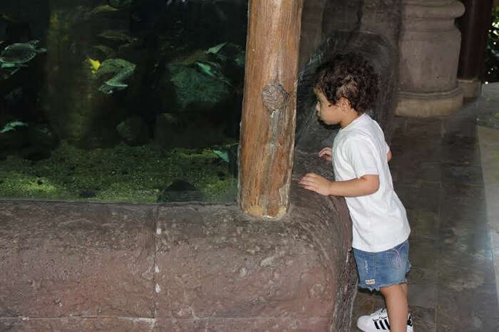 daughter looking at animals in Bali Safari