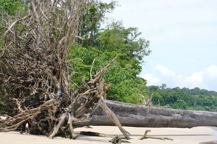 Andaman beach